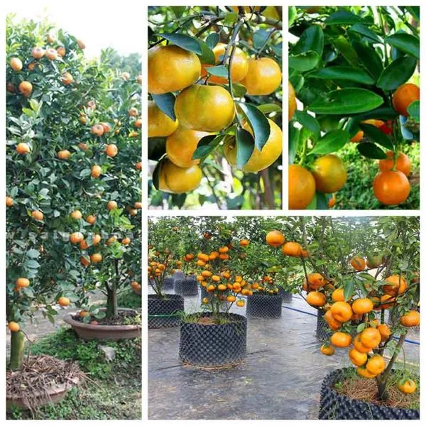 Cây cam cảnh với trái vàng rực trong chậu