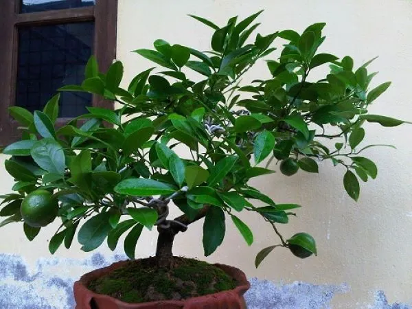 Cây chanh sai quả trên ban công