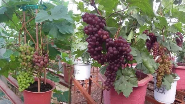 Cây nho sai trĩu quả trên giàn trong chậu