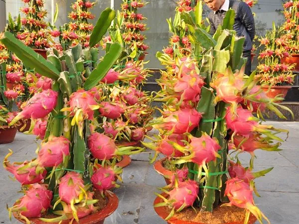 Cây thanh long ra quả trên trụ trong chậu