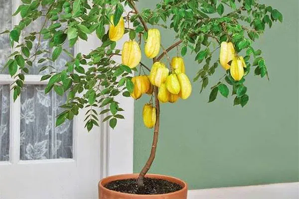 Cây khế ra quả sai trĩu trong chậu