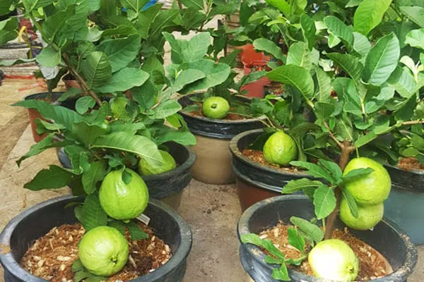 Cây ổi sai quả trong chậu nhỏ