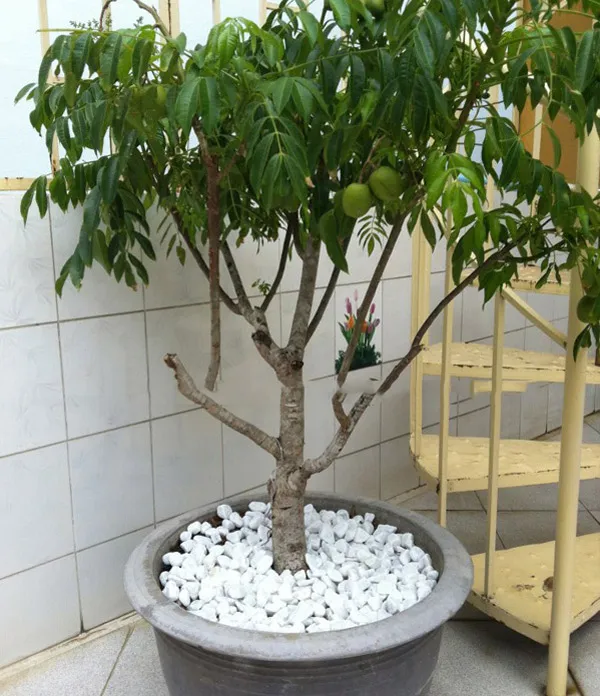 Cây cóc sai quả trên ban công