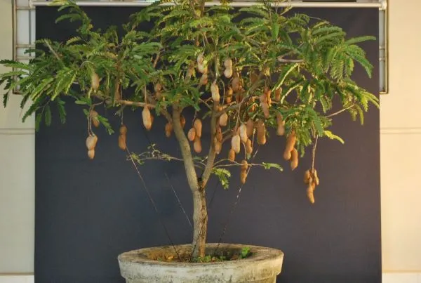 Cây me bonsai trồng trong chậu cảnh