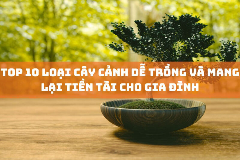 Các Loại Cây Bonsai Dễ Trồng: Mang Thiên Nhiên Tươi Mát Vào Không Gian Sống
