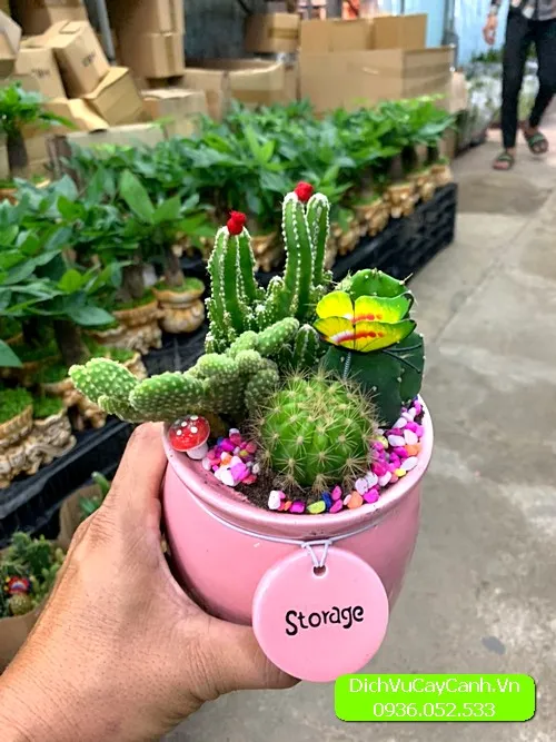 Xương rồng và sen đá