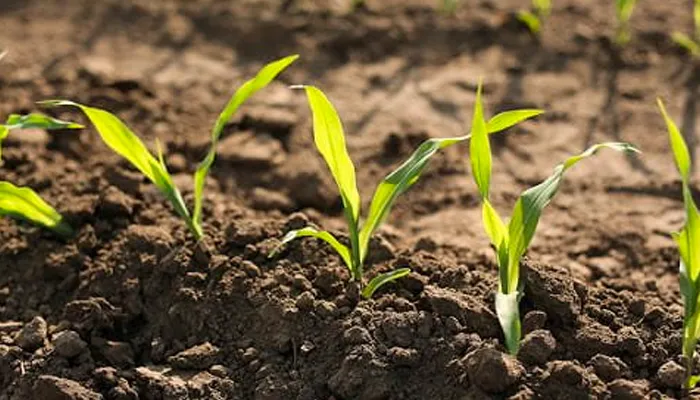 Các loại cây phù hợp trồng trên đất sét