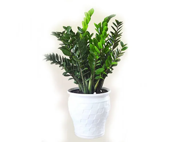 Cây Kim Tiền xanh tốt mang lại tài lộc và sự thịnh vượng cho gia chủ