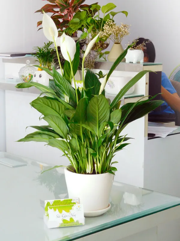 Hoa Lan Ý trắng muốt mang lại vẻ đẹp tinh khôi và thanh lọc độc tố