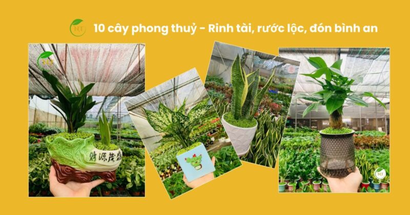 Top 7 Loại Cây Hút Tài Lộc Vào Nhà Giúp Gia Chủ Thịnh Vượng