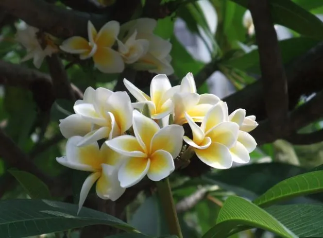 Cây sứ trắng với những bông hoa tinh khôi điểm xuyết cho không gian