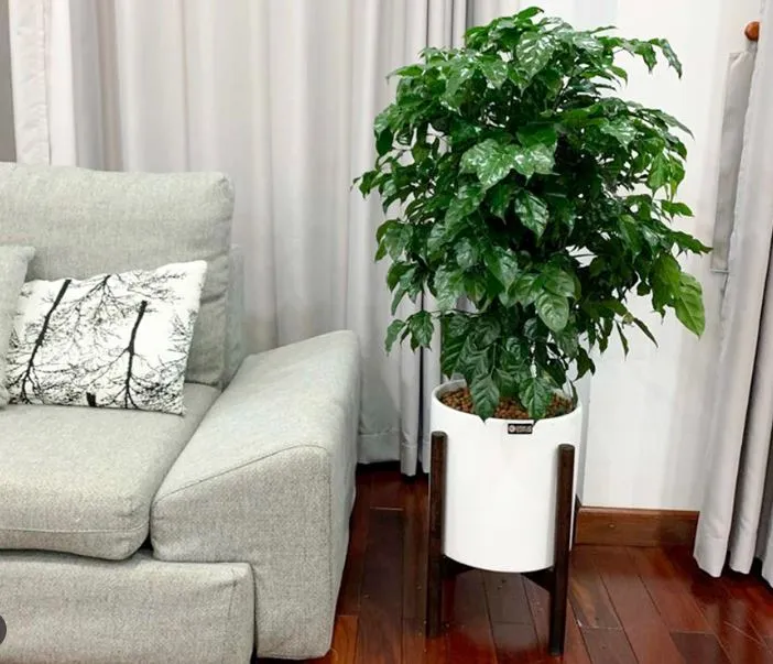 Cây hạnh phúc với những tán lá xanh bóng mượt mà tạo không gian ấm cúng