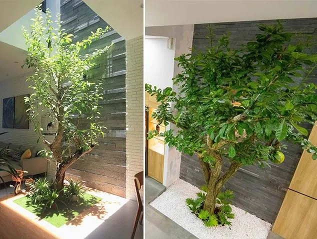 Cây đào tiên sai trĩu quả tượng trưng cho sự may mắn và giàu sang