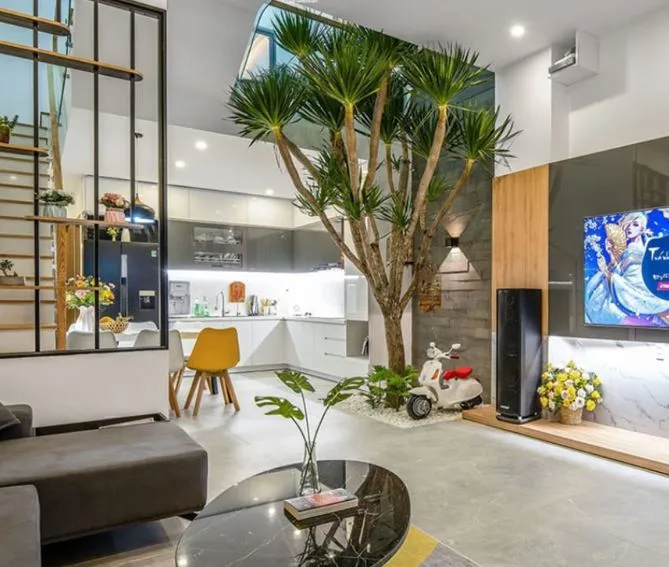 Cây phát tài núi với dáng vẻ thanh thoát giúp căn phòng thêm sinh động