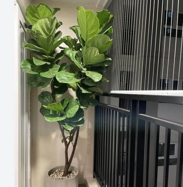 Cây bàng Singapore lá to xanh mướt đặt cạnh cửa sổ phòng khách