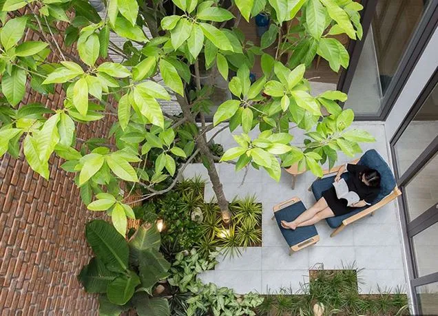 Cây hoa ngọc lan xanh tốt tỏa hương thơm dịu nhẹ cho ngôi nhà của bạn