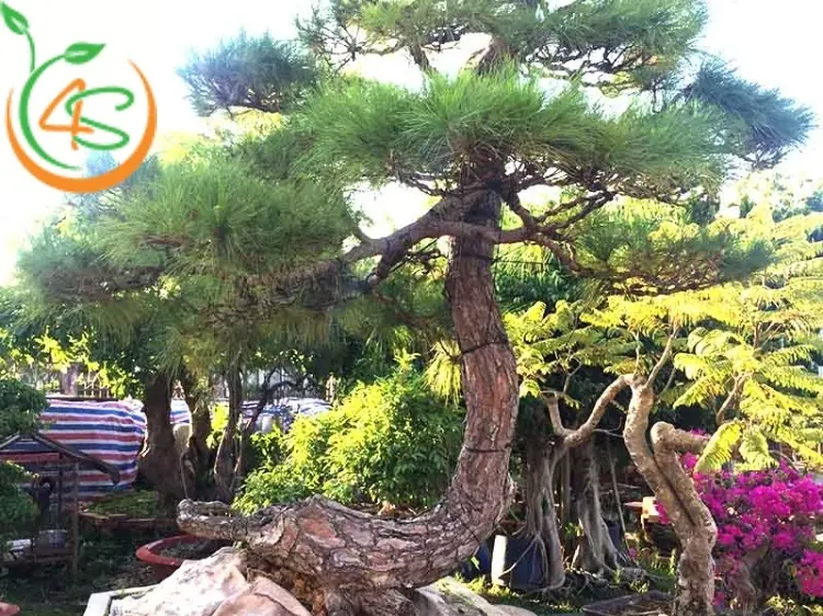 Hướng Dẫn Chi Tiết Kỹ Thuật Trồng Chanh Dây Ra Hoa Đúng Mùa