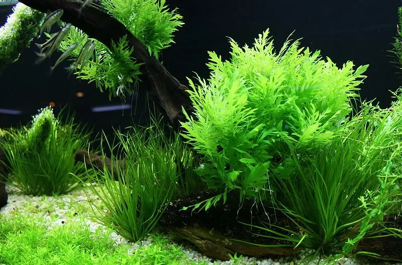 Thủy cúc lá xòe tròn xanh mướt trong bể thủy sinh