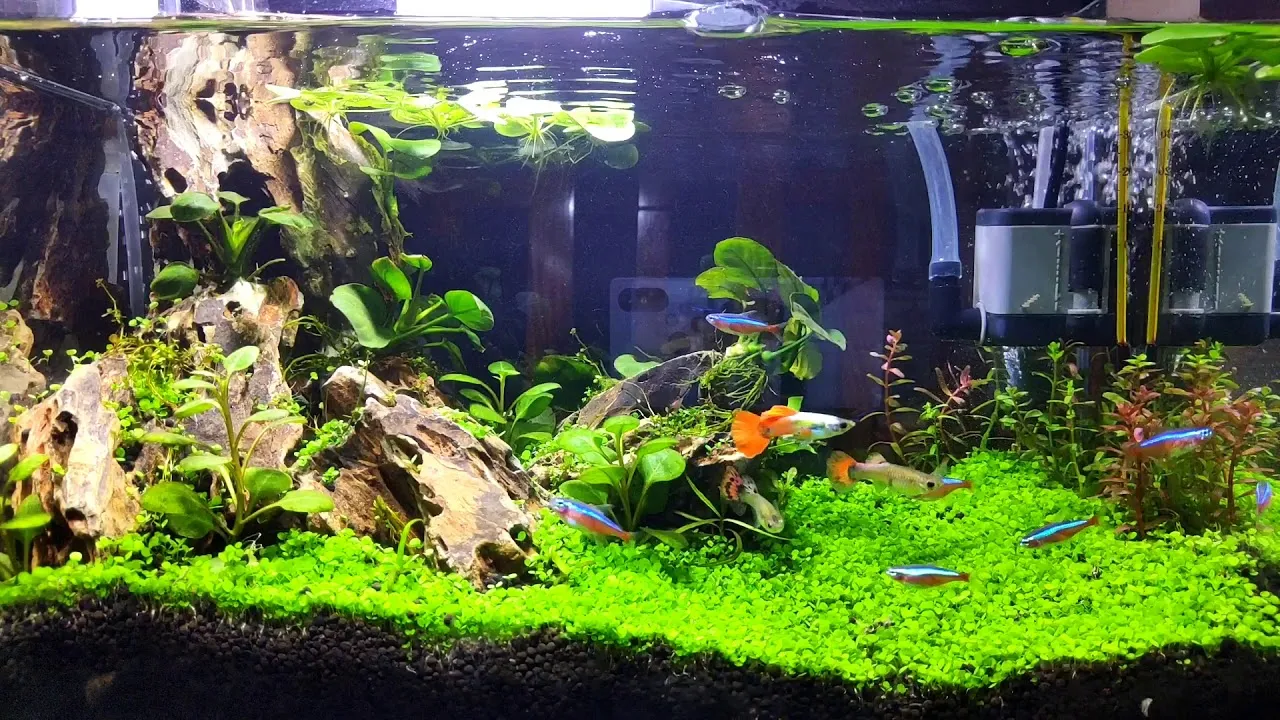 Trồng cây thủy sinh không cần đất trong bể cá cảnh