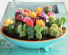 Các loại xương rồng đẹp và phổ biến nhất 2026