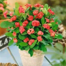 Xương rồng Bát Tiên rực rỡ sắc màu trong vườn nhà