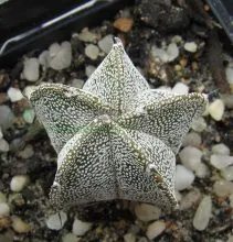 Xương rồng Astro hình ngôi sao độc đáo