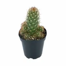 Xương rồng mắc áo hay còn gọi là tiên nhân chi