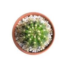 Xương rồng bí xanh Echino với cấu trúc múi đều đặn