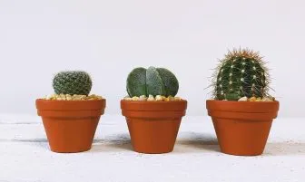 Cách chọn và chăm sóc xương rồng trong chậu cho người mới