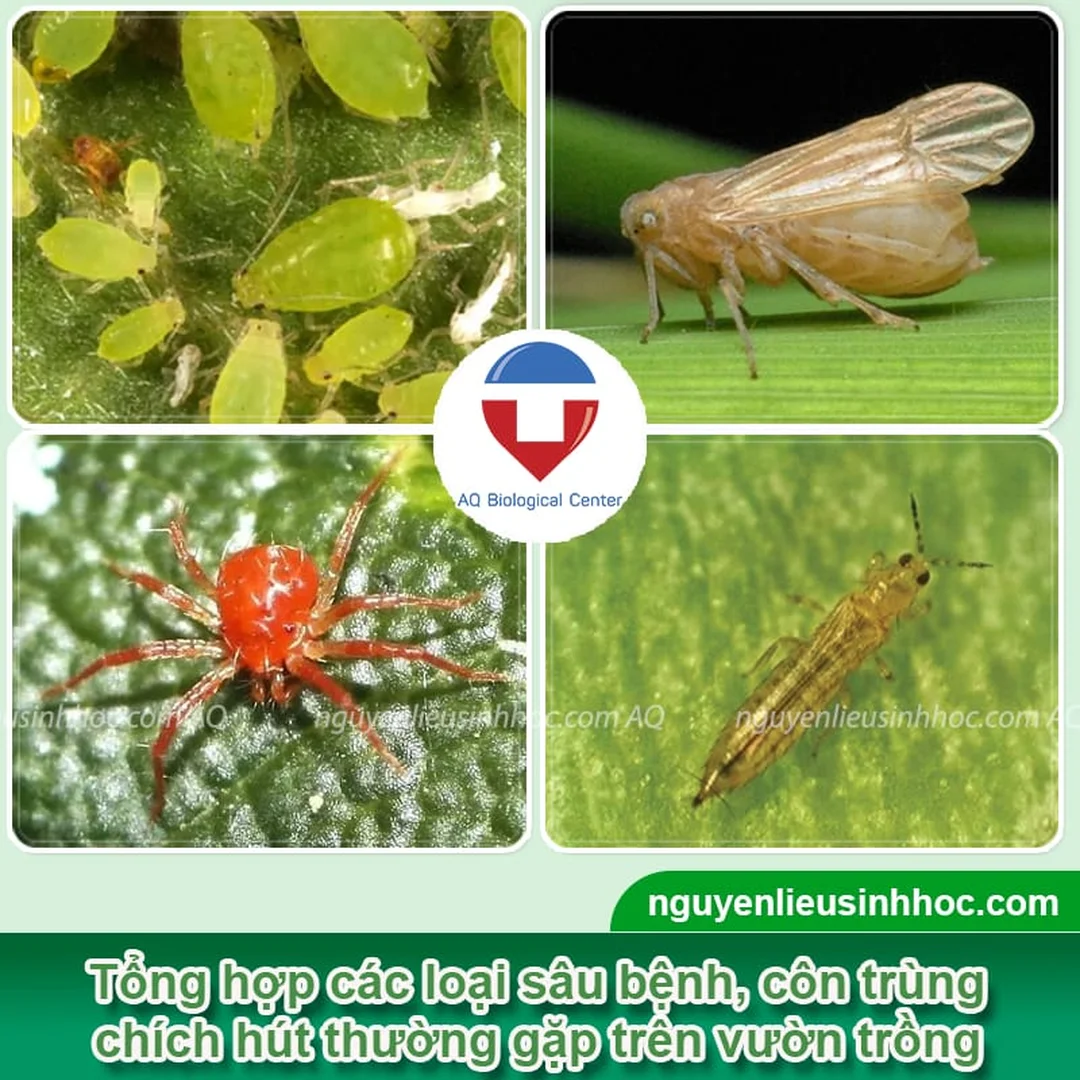 các loại côn trùng chích hút phổ biến trên cây trồng