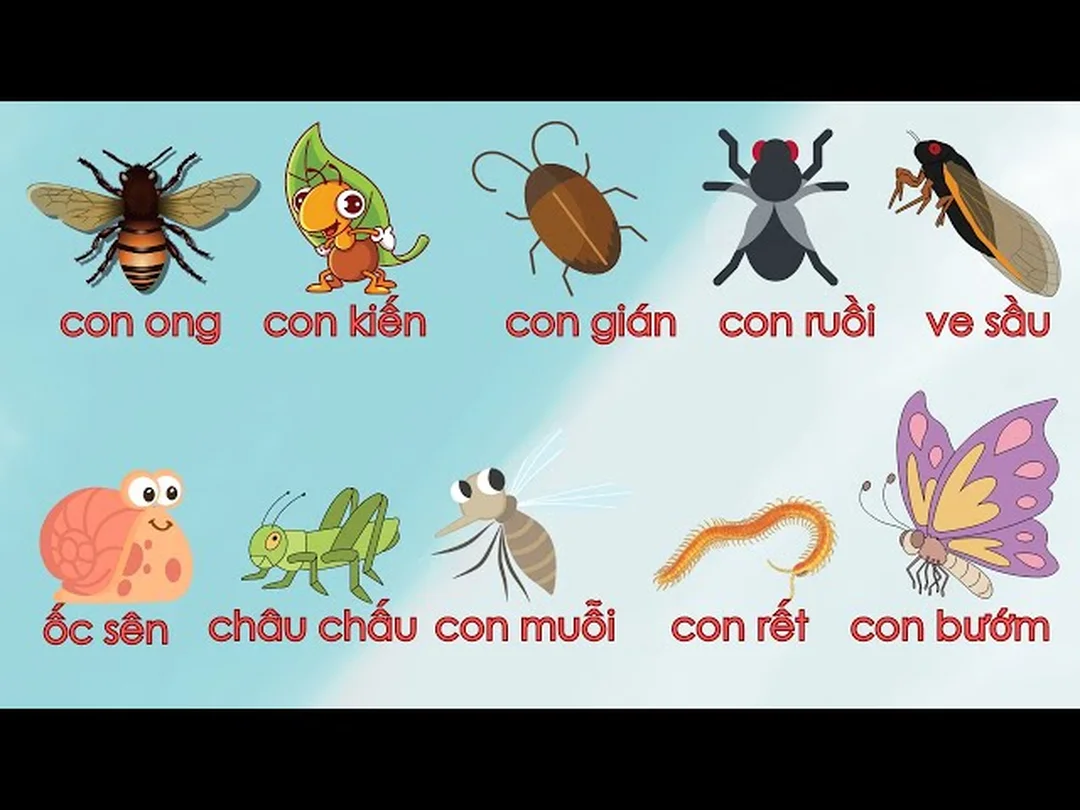 các loài côn trùng ở việt nam - hình minh họa 1