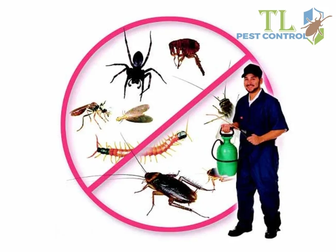 các loại côn trùng thường gặp - hình minh họa 3