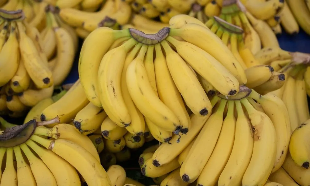 Các loại phân bón cho lan và cách bón đúng kỹ thuật