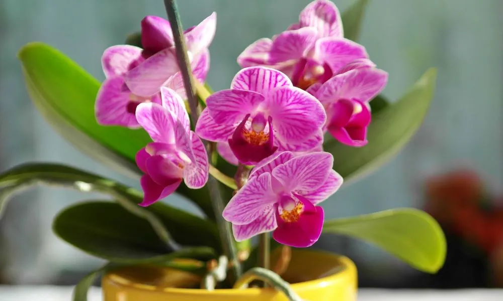 Các loại phân bón cho lan và cách bón đúng kỹ thuật