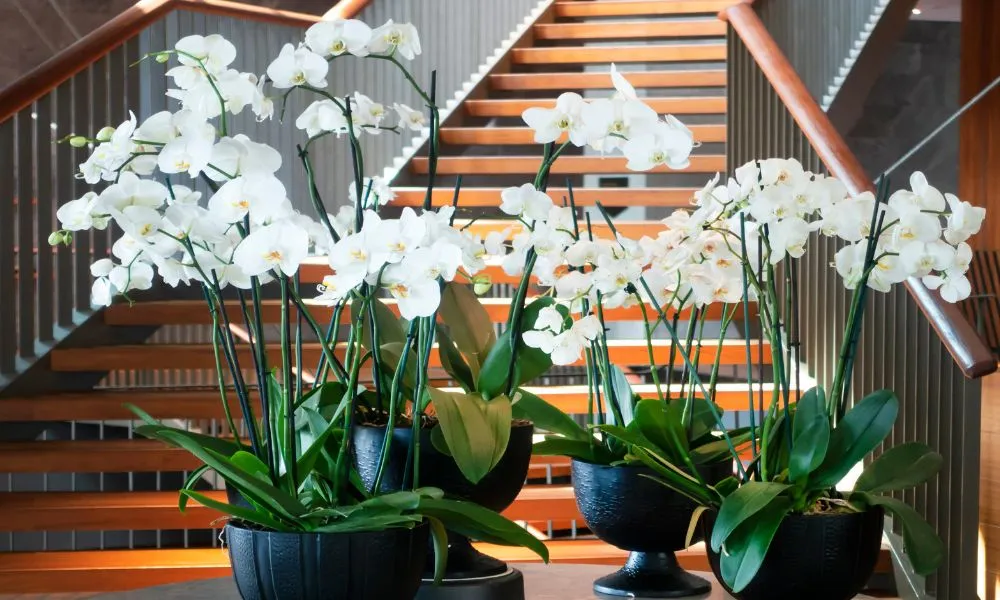 Các loại phân bón cho lan và cách bón đúng kỹ thuật