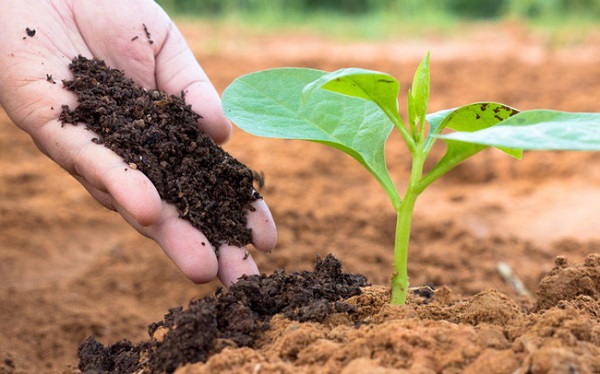 Các Loại Phân Bón Lá: Bí Quyết Vàng Giúp Cây Trồng Phát Triển Vượt Trội