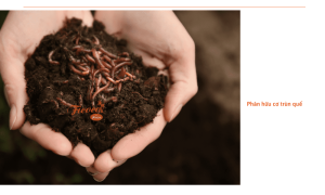 Các loại phân hữu cơ nào có thể thay thế phân hóa học? Lưu ý gì khi sử dụng?