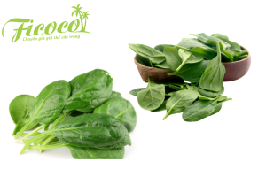 CÁC LOẠI RAU CẢI VÀ LƯU Ý KHI TRỒNG TẠI NHÀ