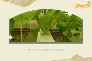 CÁC LOẠI SÂU BỆNH THƯỜNG GẶP VÀ CÁCH PHÒNG TRỪ TRÊN RAU CẢI - PHẦN 1