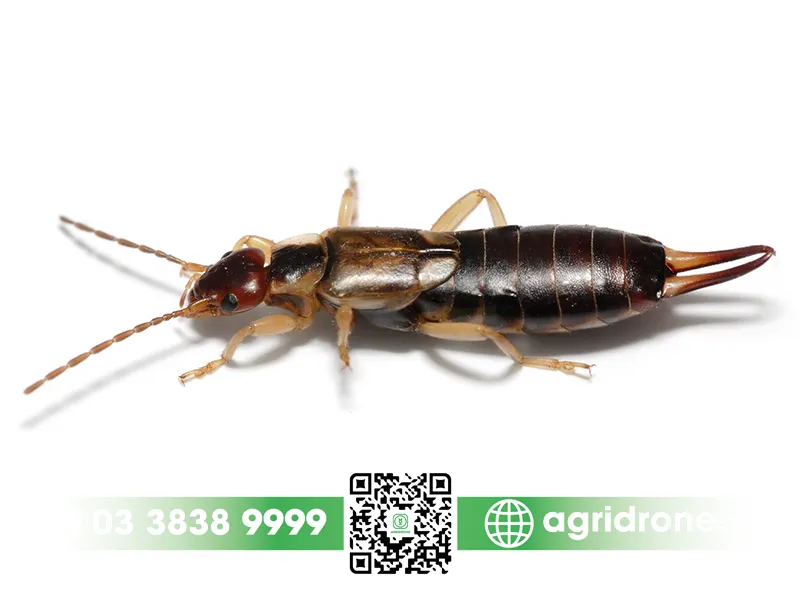 Nhận diện bọ sâu tai và các loại côn trùng gây hại khác trong vườn