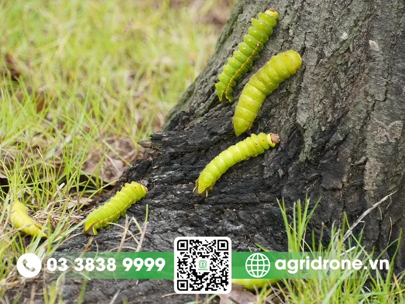 Các loại sâu bọ hại cây trồng thường gặp gây thiệt hại cho nông sản