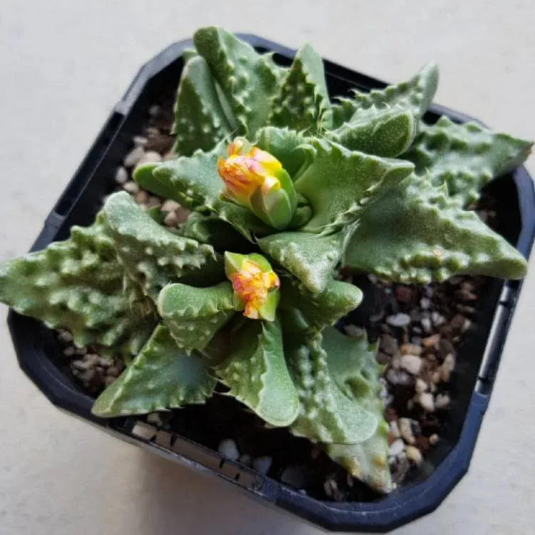 Sen đá đột biến với các vệt màu độc đáo