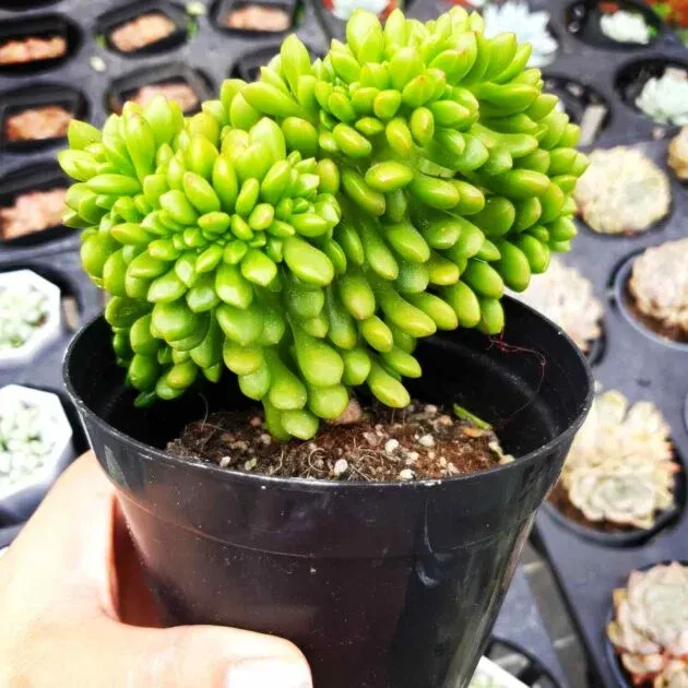 Sen đá Thịt Bò với bề mặt lá sần sùi đặc trưng