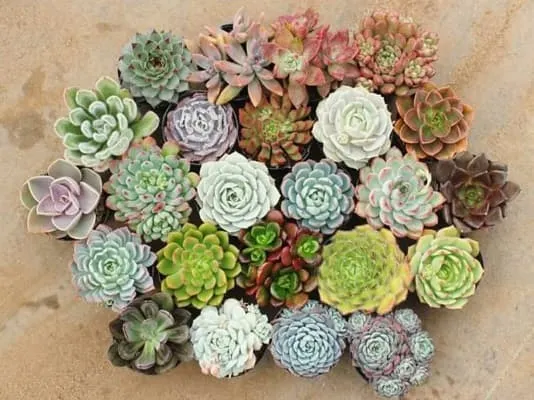 các loại sen đá phật bà