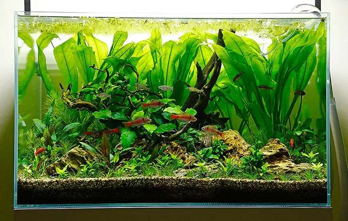 Các loại cây thủy sinh phổ biến dùng để trang trí bể cá cảnh đẹp mắt