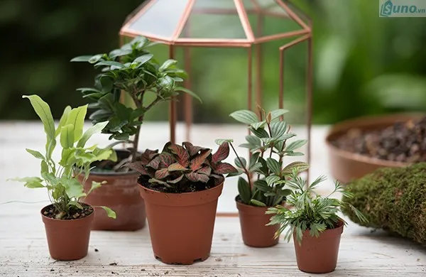 Tìm nguồn hàng cây cảnh mini