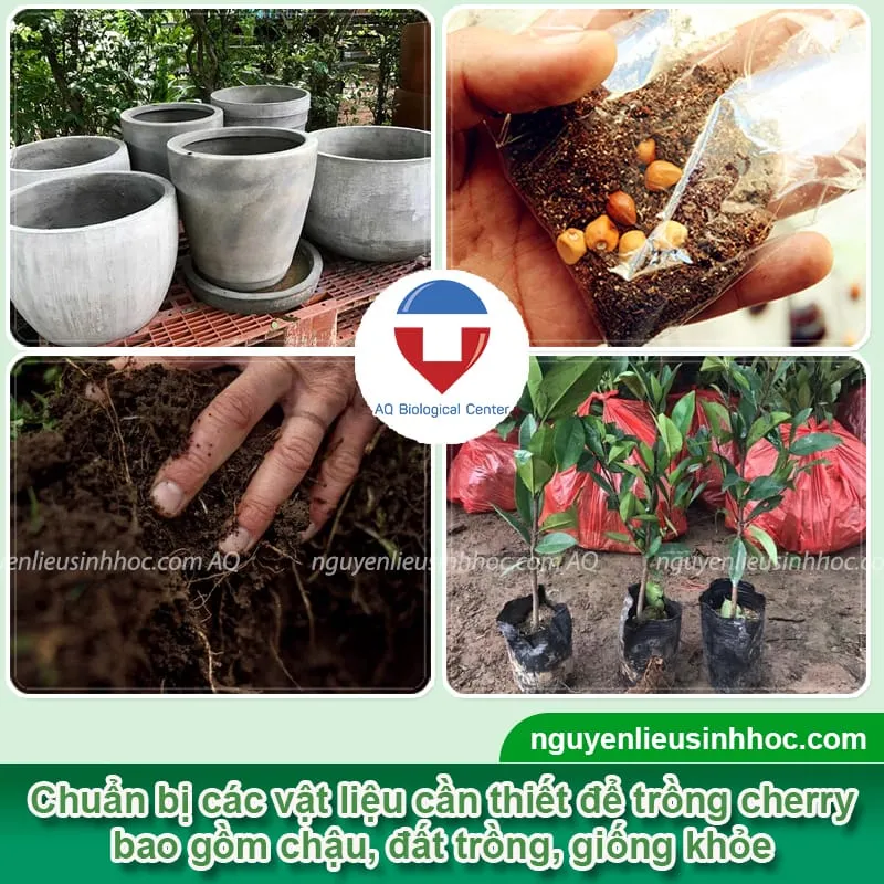 Cách trồng cây cherry trong chậu sai cành, cho quả tròn mọng