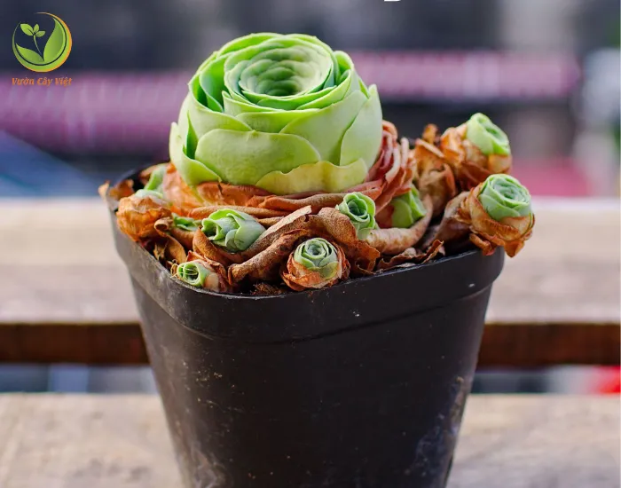 Chăm sóc sen đá hoa hồng xanh đúng cách giúp cây luôn rạng rỡ