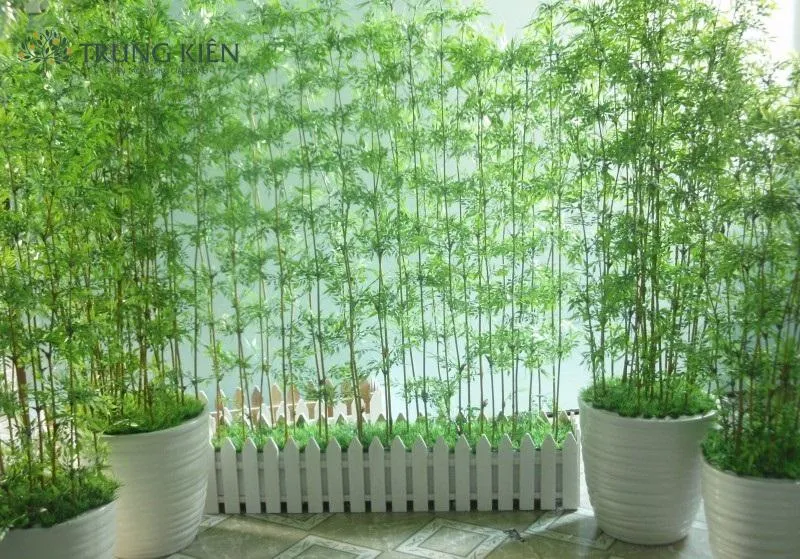 Cây trúc cảnh với dáng bụi cây nhỏ rất thích hợp trồng trước nhà