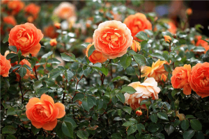 Cách Bón Phân Dơi Cho Hoa Hồng: Bí Quyết Đánh Thức Vẻ Đẹp Rực Rỡ